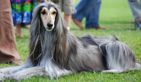 El Lebrel Afgano o Galgo Afgano- Inteligencia y elegancia en una sola raza