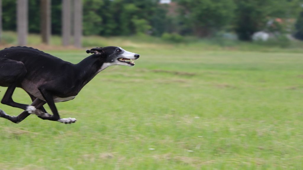 Características del galgo español o lebrel español