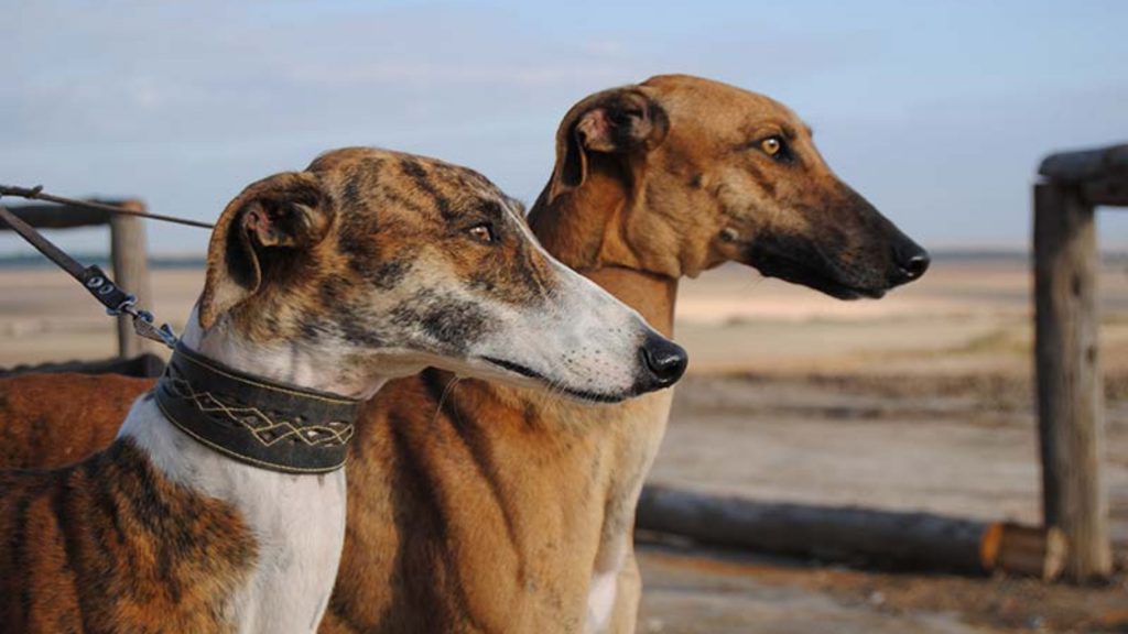 Cuidados del galgo español