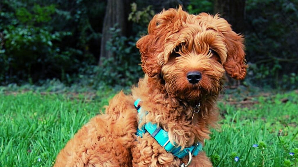 Características del Labradoodle