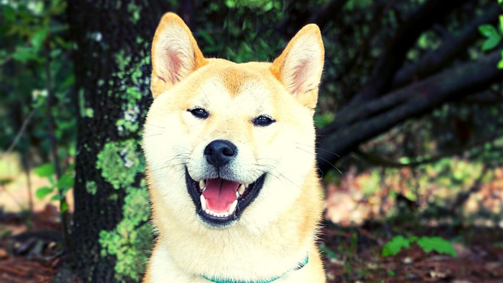 características del akita inu