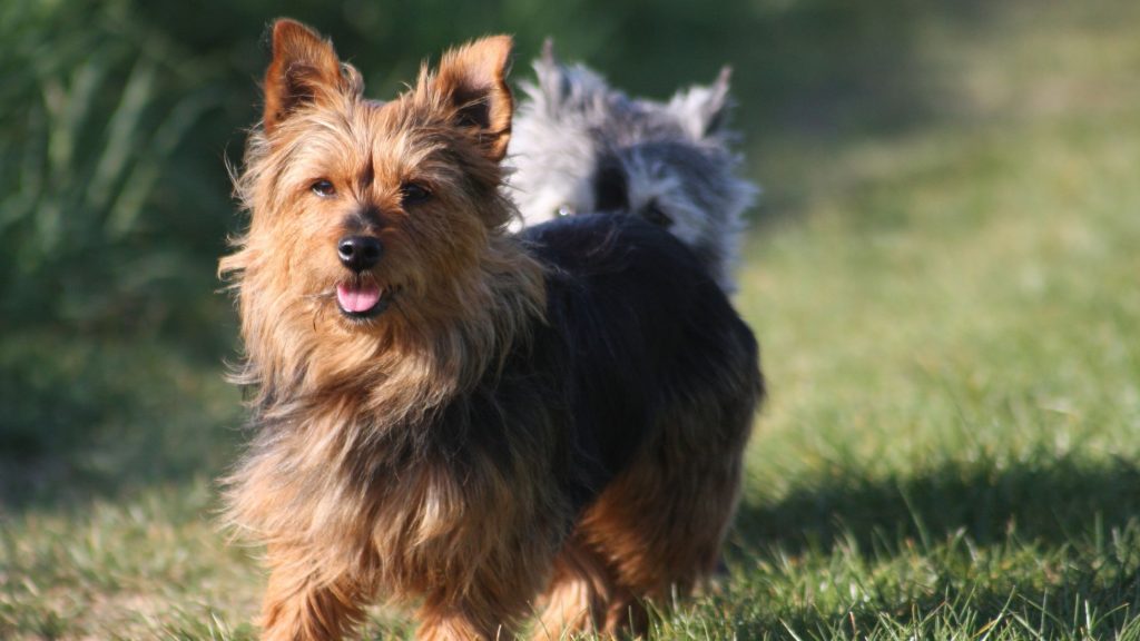 Carácter del terrier australiano