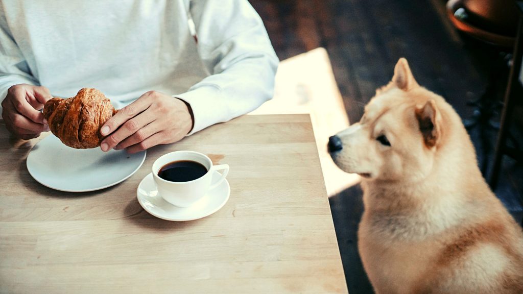 Cuidados akita inu