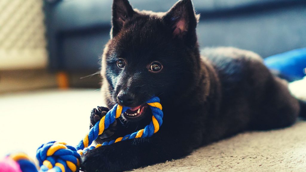 Adoptar un Schipperke