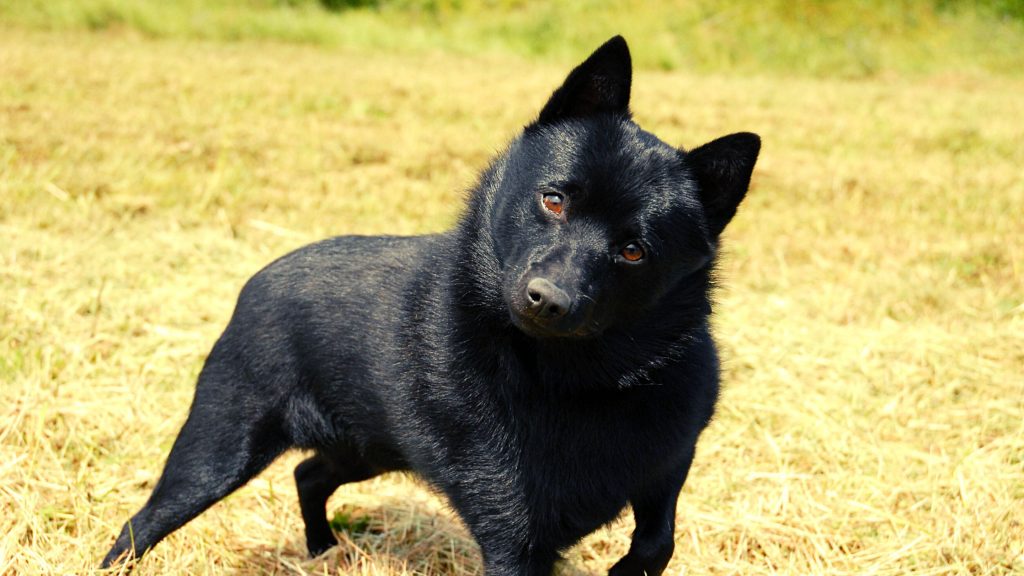 Origen del Schipperke