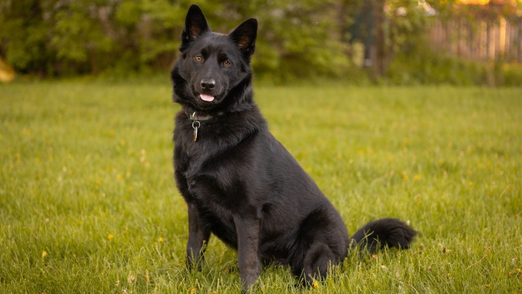 Caracter del Schipperke