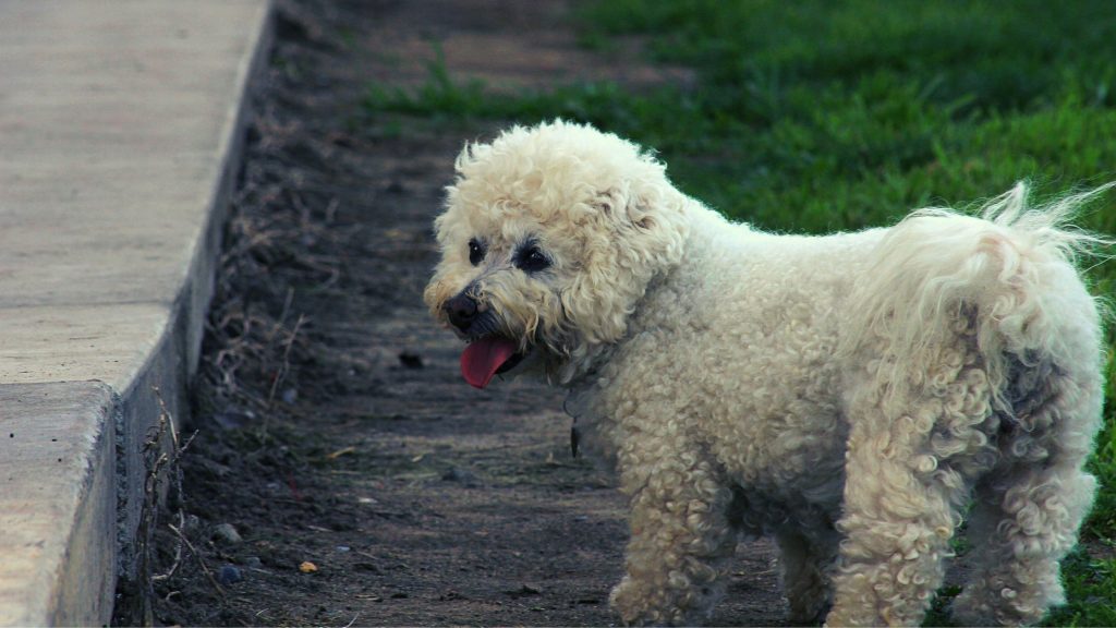 Alimentación del bichon frise