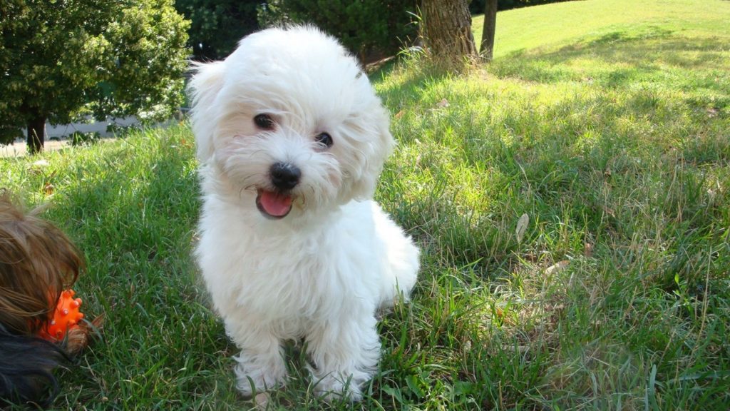 alimentación del bichon boloñes