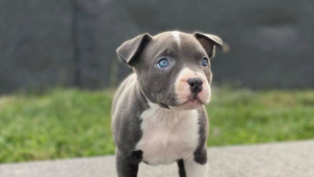 Alimentación del American Bully