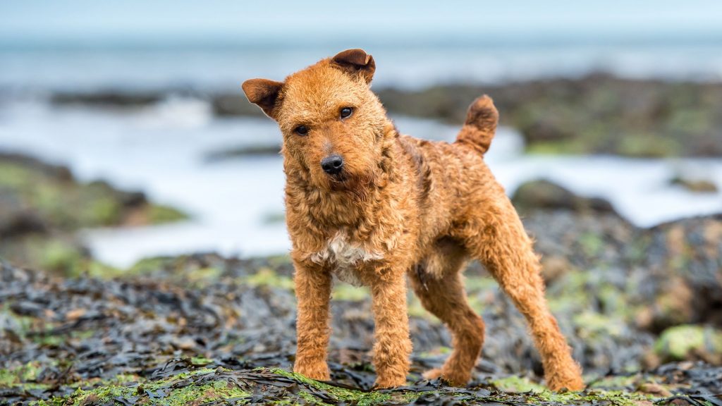 Caracter del lakeland terrier