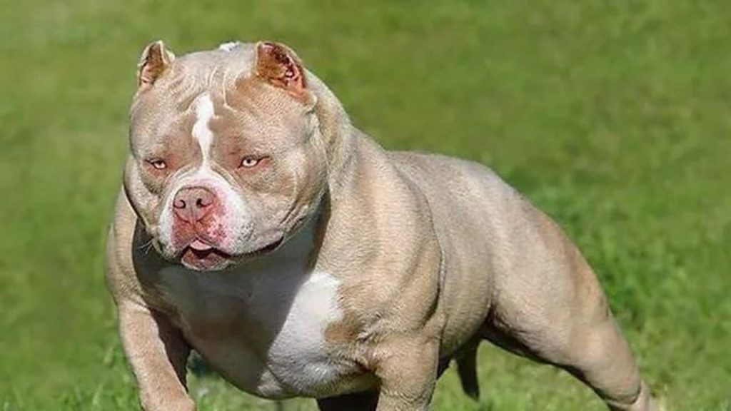 Carácter del American Bully