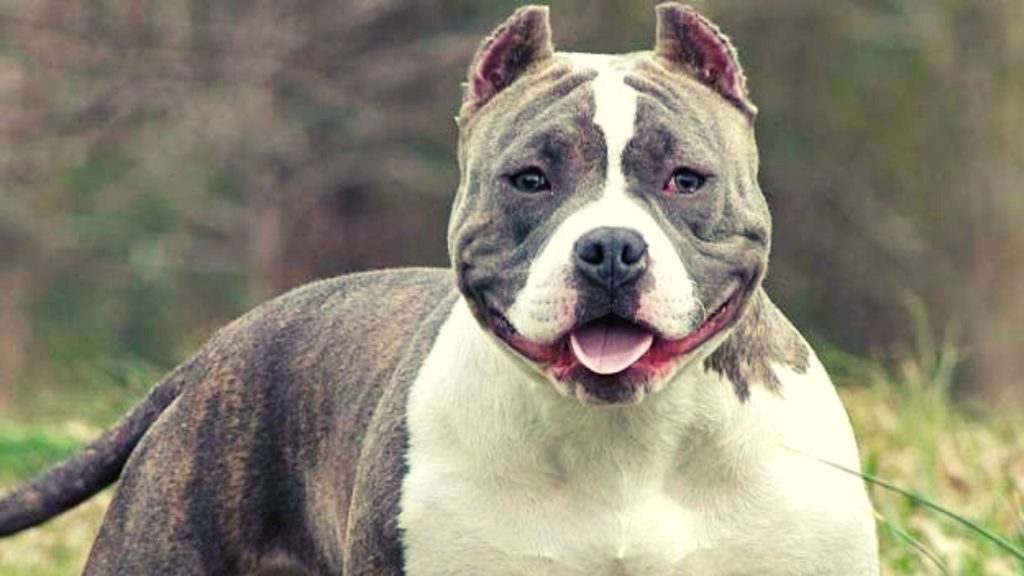 Origenes del American Bully