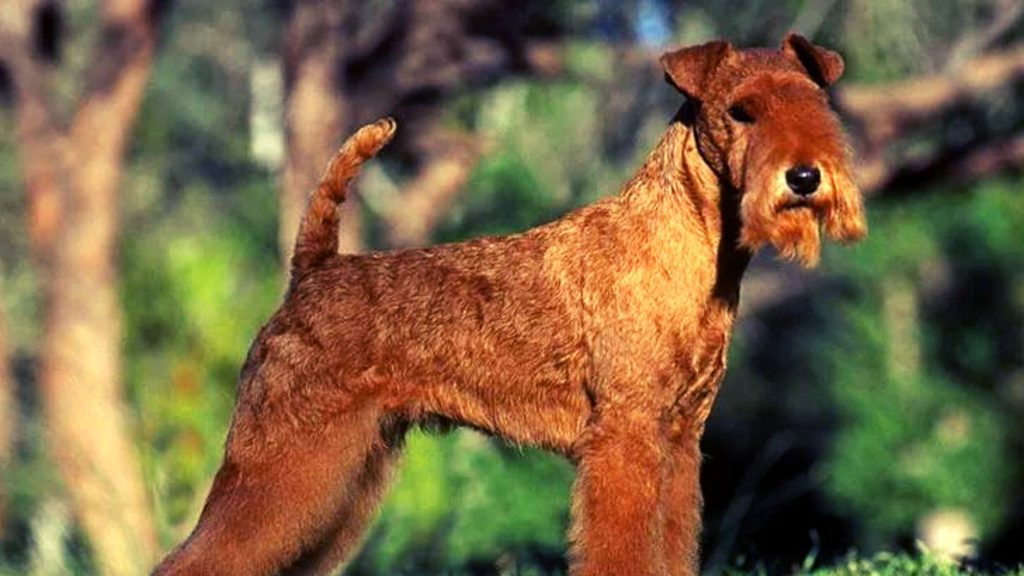 Orígenes del lakeland terrier