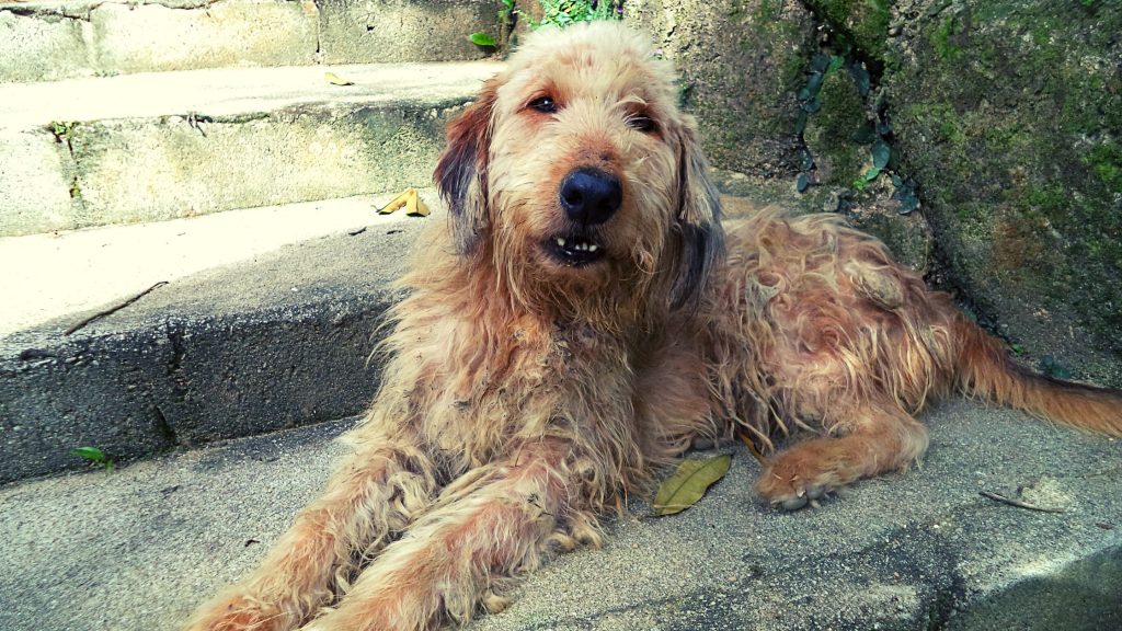 Características del otterhound