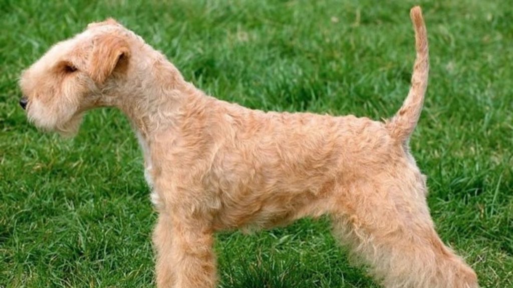 Salud del lakeland terrier