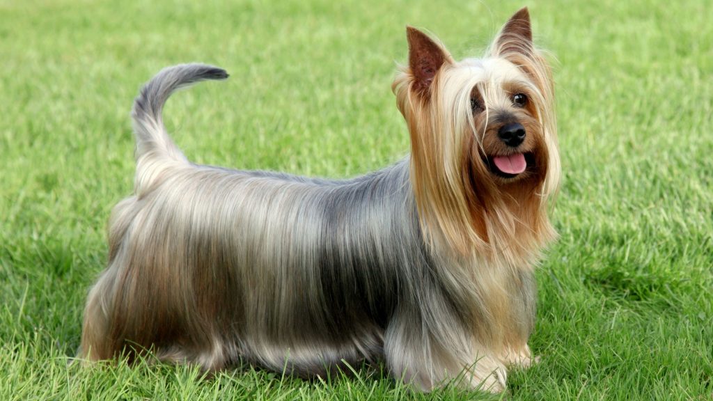 Características del Silky Terrier