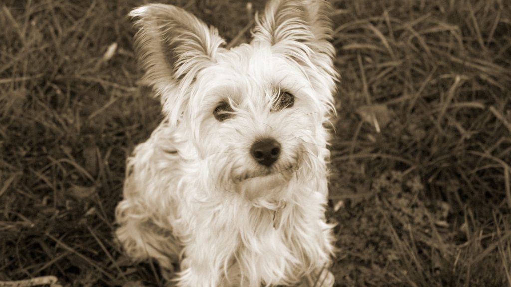 Orígenes del Silky Terrier