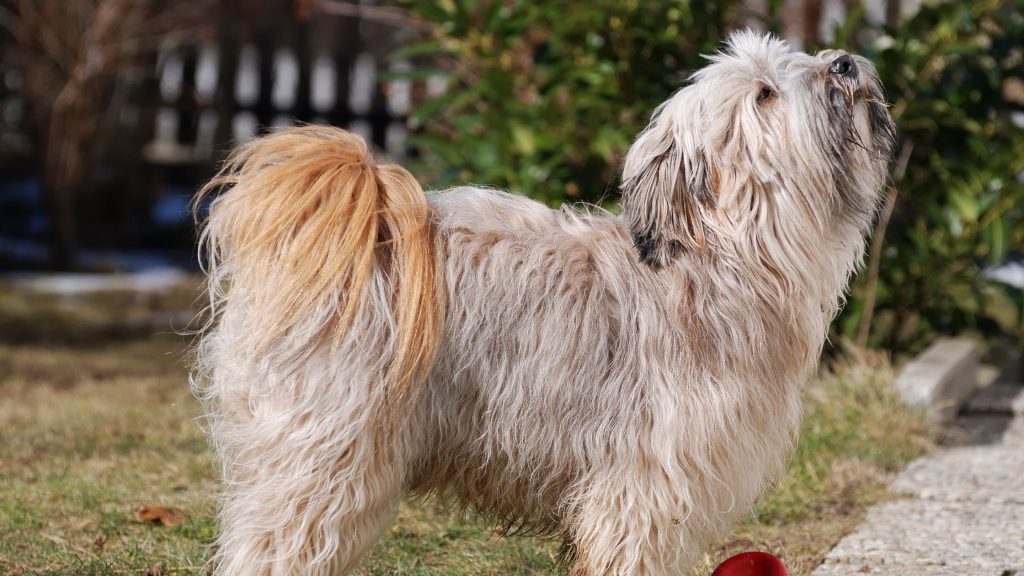 Caracter del terrier tibetano