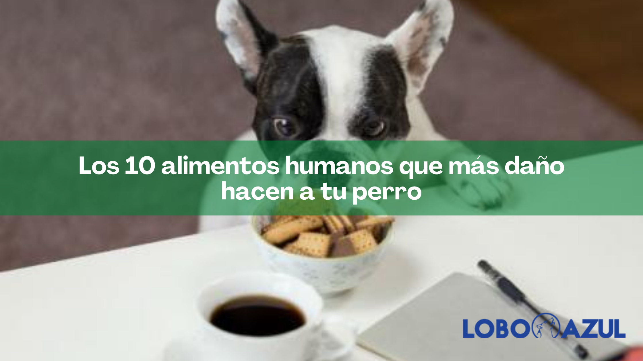 Los 10 alimentos humanos que más daño hacen a tu perro