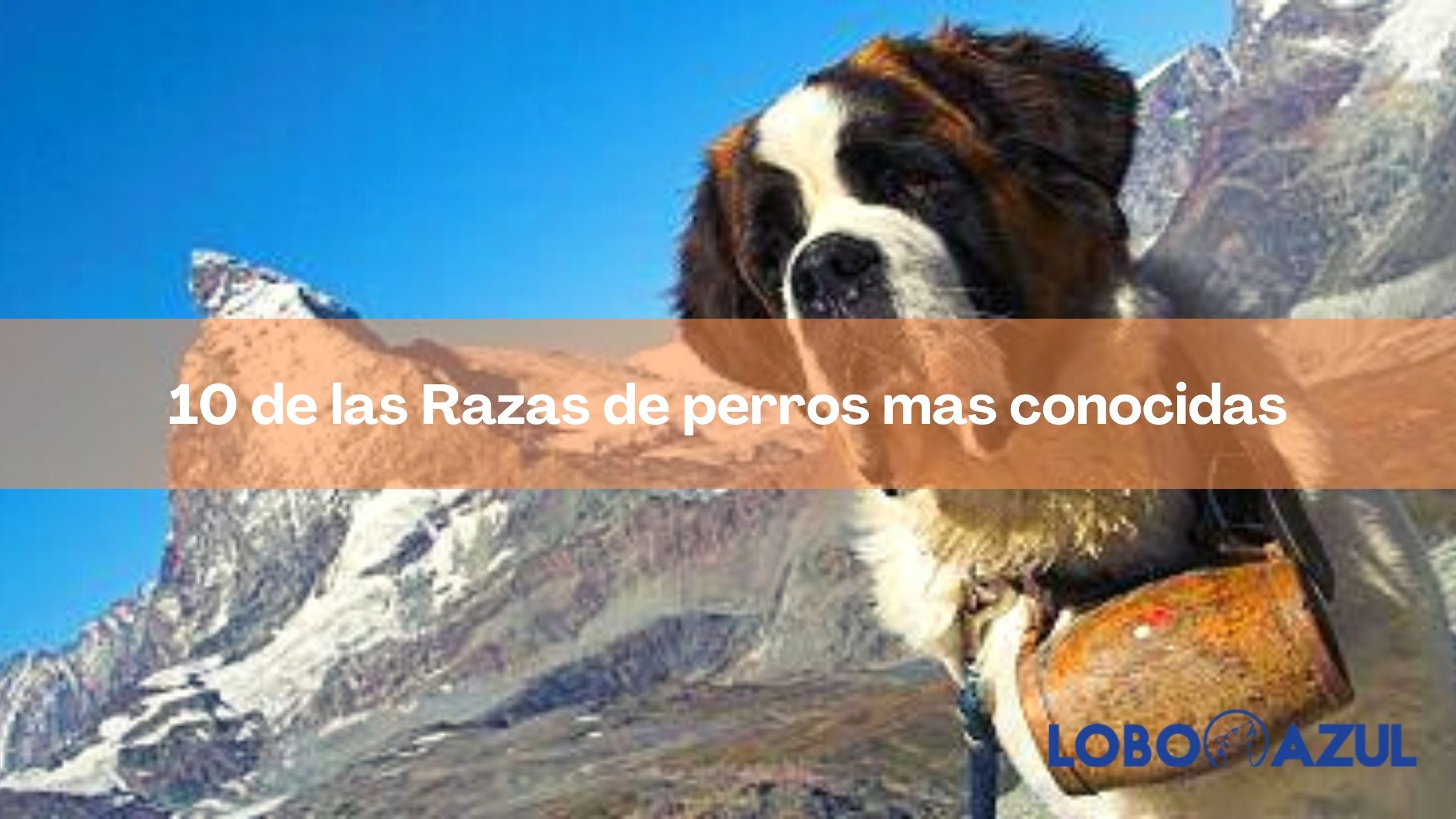 10 de las Razas de perros mas conocidas