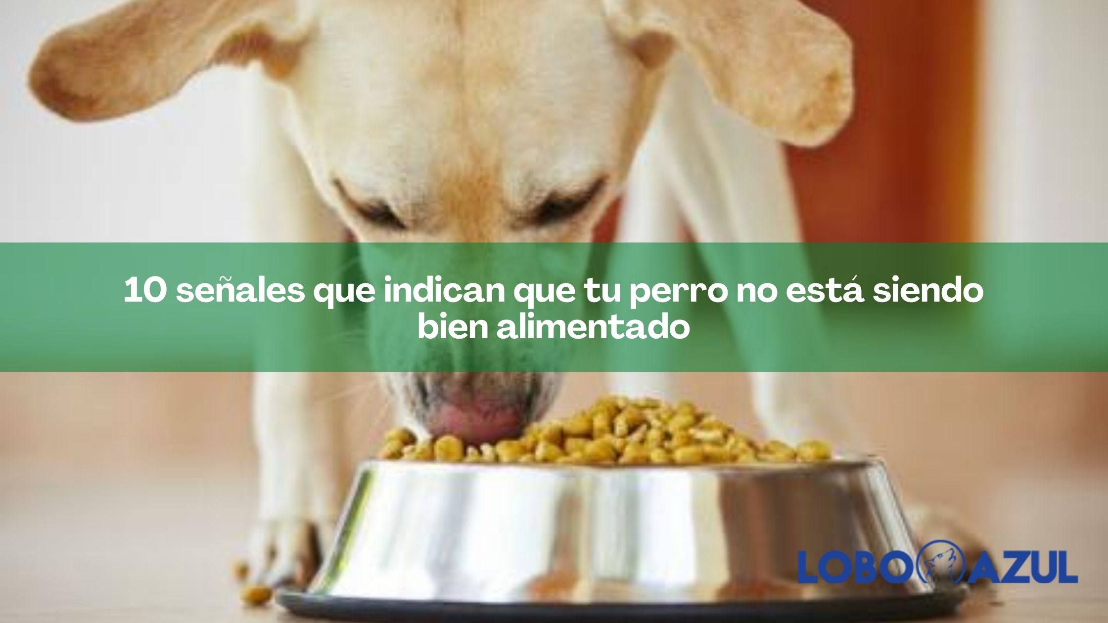 10 señales que indican que tu perro no está siendo bien alimentado