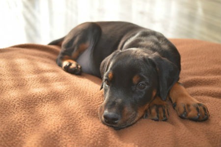 pelo doberman