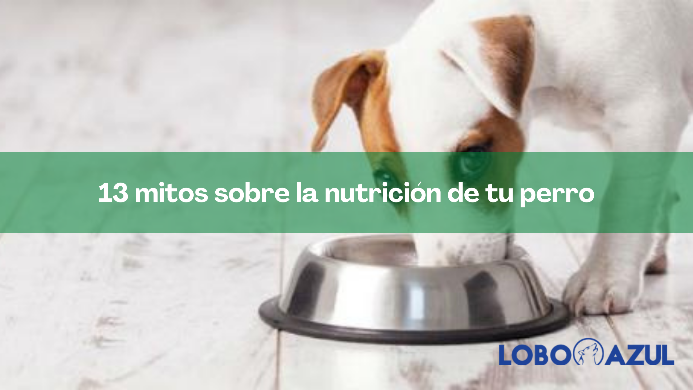 13 mitos sobre la nutrición de tu perro