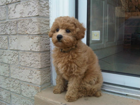 Cavoodle