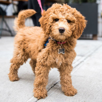 Cavapoo