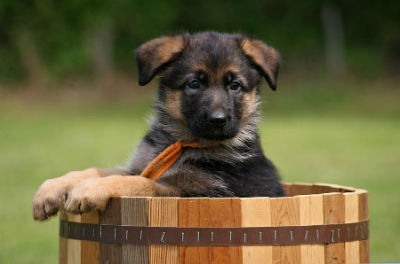 Cachorro de Pastor Aleman