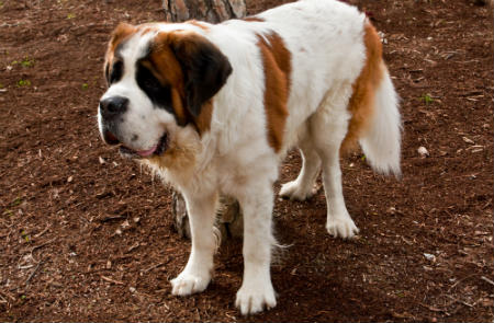 malformacion en la cadera del perro