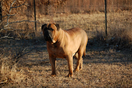 displasia de cadera en perros