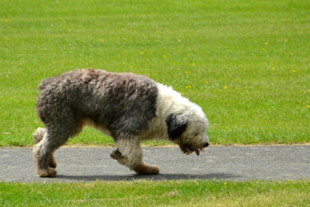 bobtail cuidados