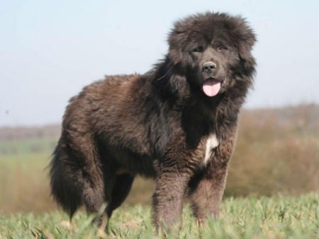 cuidados del mastín tibetano