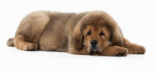 cachorros de mastín tibetano