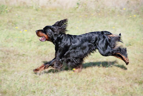 5_-_adiestrar_perro_setter_gordon.jpg