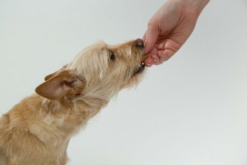 4_-_no_alimentar_al_perro_fuera_de_hora.jpg