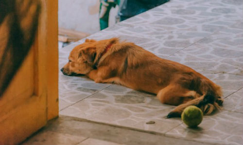 5_-_falta_de_energia_en_perros.jpg