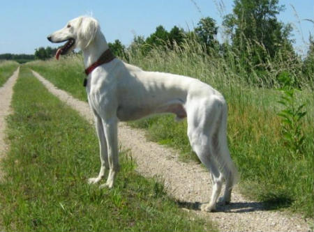 3_-_arabian_hound.jpg