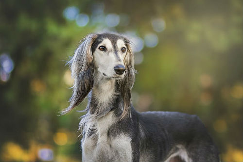 5_-_adiestrar_perro_saluki.jpg