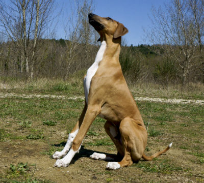 4_-_cachorro_lebrel_africano_0.jpg