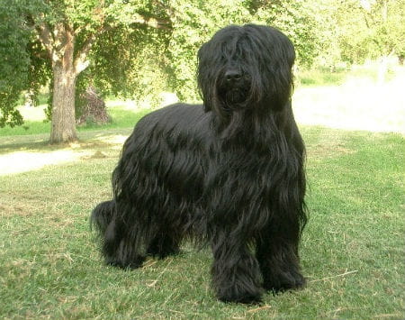 5_-_briard_negro.jpg