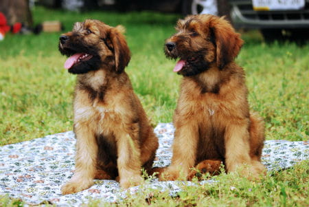 7_-_cachorros_de_briard.jpg