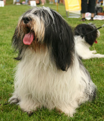 5_-_perro_pastor_de_las_llanuras_polaco_0.jpg