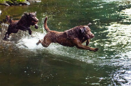 3_-_caracteristicas_del_retriever_de_chesapeake.jpg