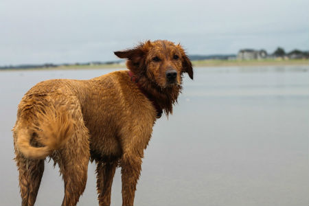 4_-_chesapeake_retriever.jpg