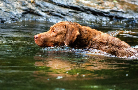 6_-_chesapeake_bay_retriever.jpg