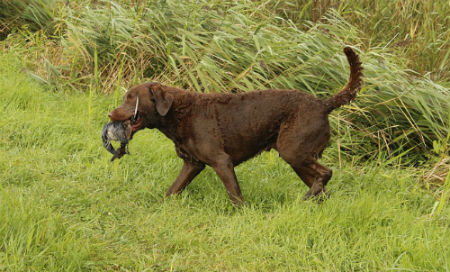 5_-_adiestramiento_del_retriever_de_chesapeake.jpg