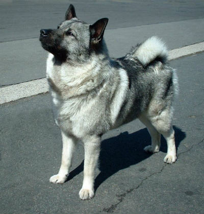 4_-_elkhound_0.jpg