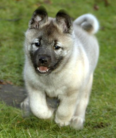 6_-_cachorro_elkhound.jpg